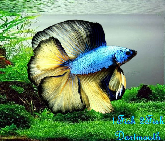 Bettas "Betta splendens"