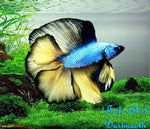 Bettas "Betta splendens"