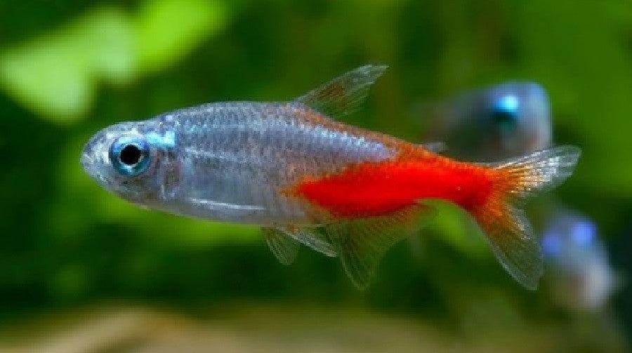 Diamond Head Neon Tetra "Paracheirodon innesi"