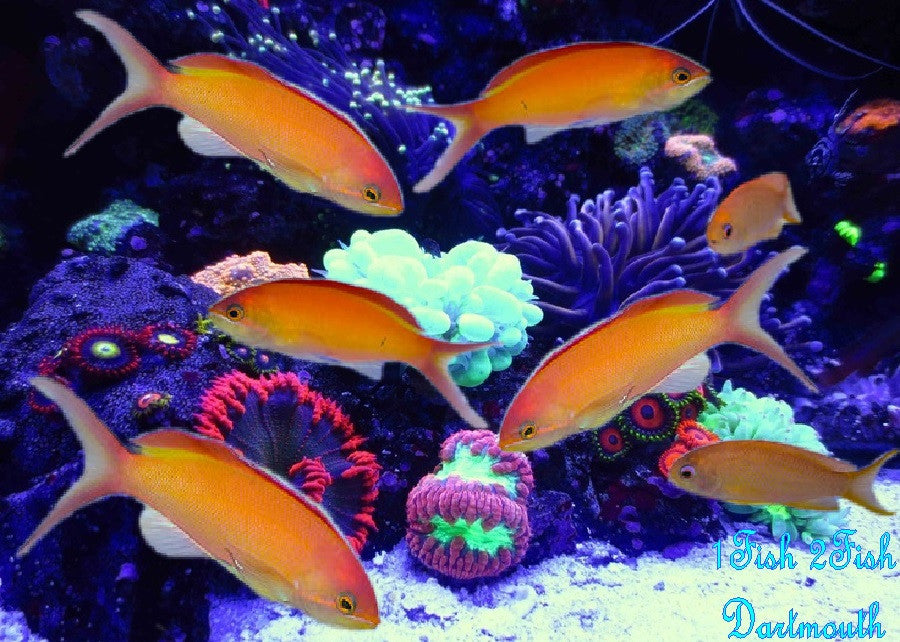 Dispar Anthias "Madder Seaperch"  "Pseudanthias dispar"
