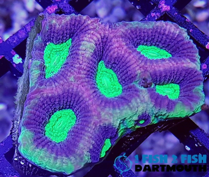 Dragon Soul Favia (127)