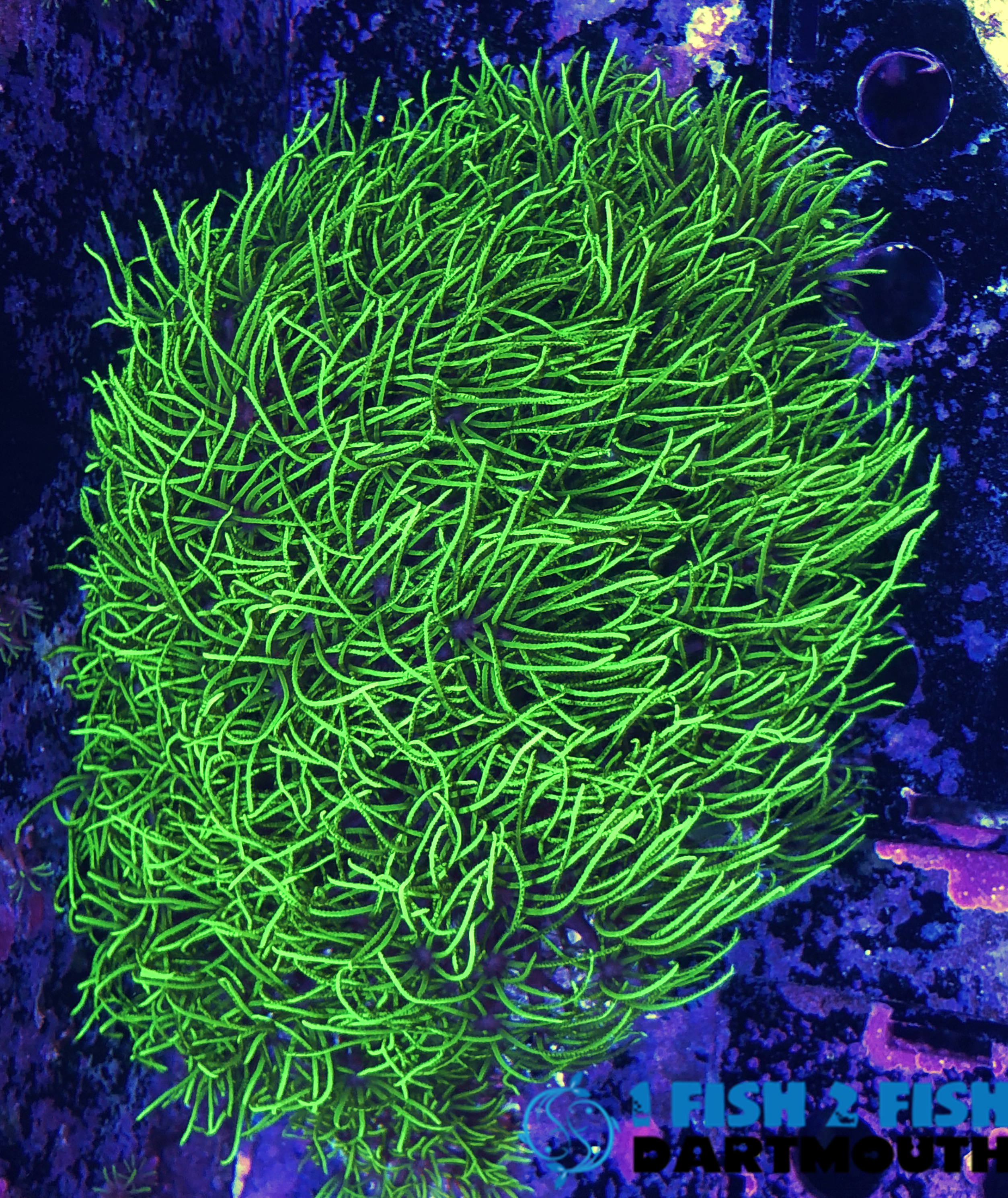Electric Green Star Polyp Frag