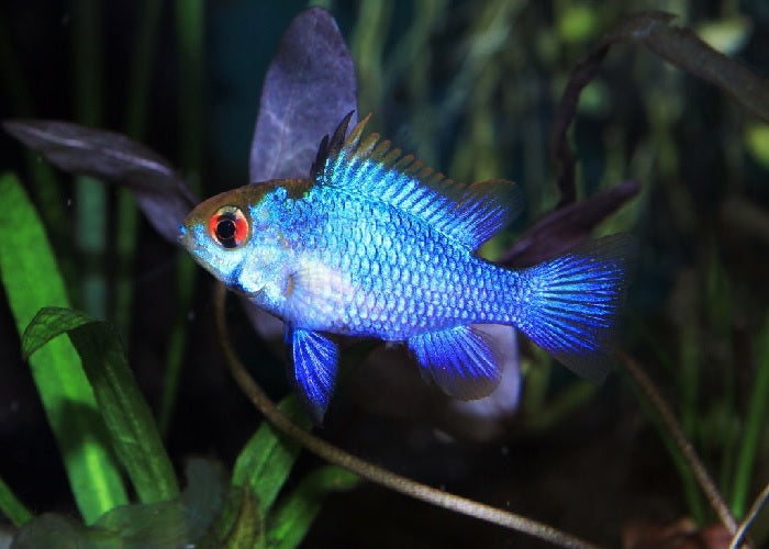 Electric Blue Ram "Mikrogeophagus ramirezi"