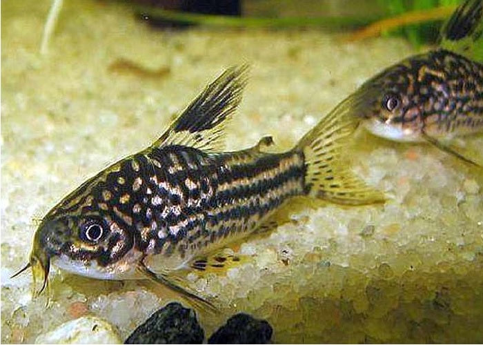 Elegant Cory Catfish "Corydora Elegans"