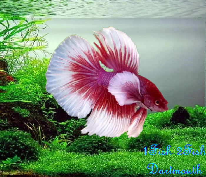 Bettas "Betta splendens"