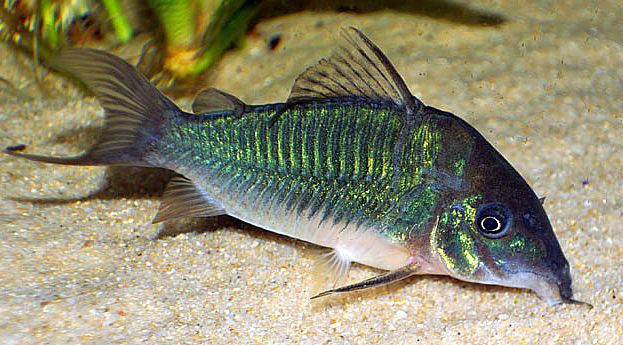 Green Corydoras "Corydoras splendens"