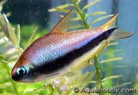 Emperor Tetra "Nematobrycon palmeri"