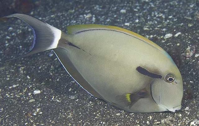 Epaniette Tang "Acanthurus nigricauda"