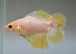 Bettas "Betta splendens"