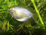 Neon Royal Red Gourami "Colisa Lalia"