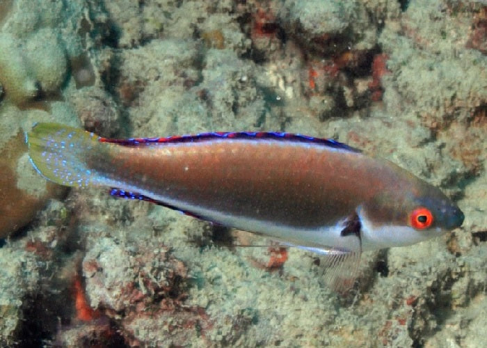 Fine Spotted Fairy Wrasse "Cirrhilabrus punctatus"