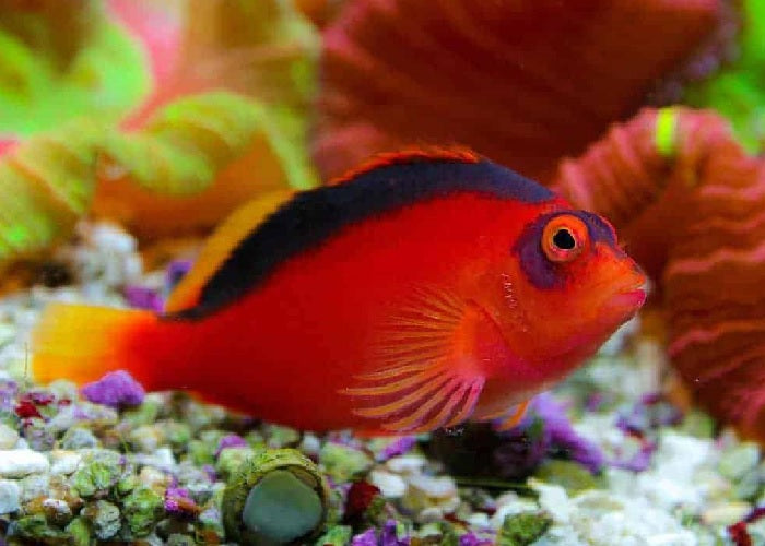 Flame Hawkfish "Neocirrhites Armatus"