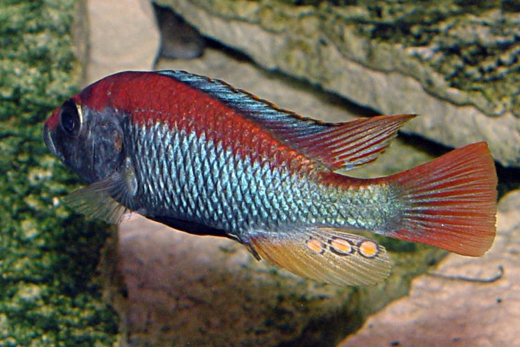 Victorian Flameback Cichlid "Haplochromis sp."