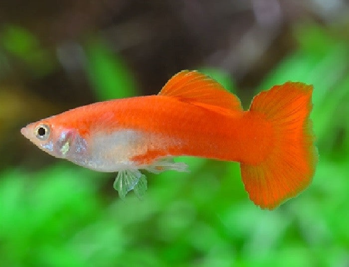 Guppy Fish "Poecilia reticulata"