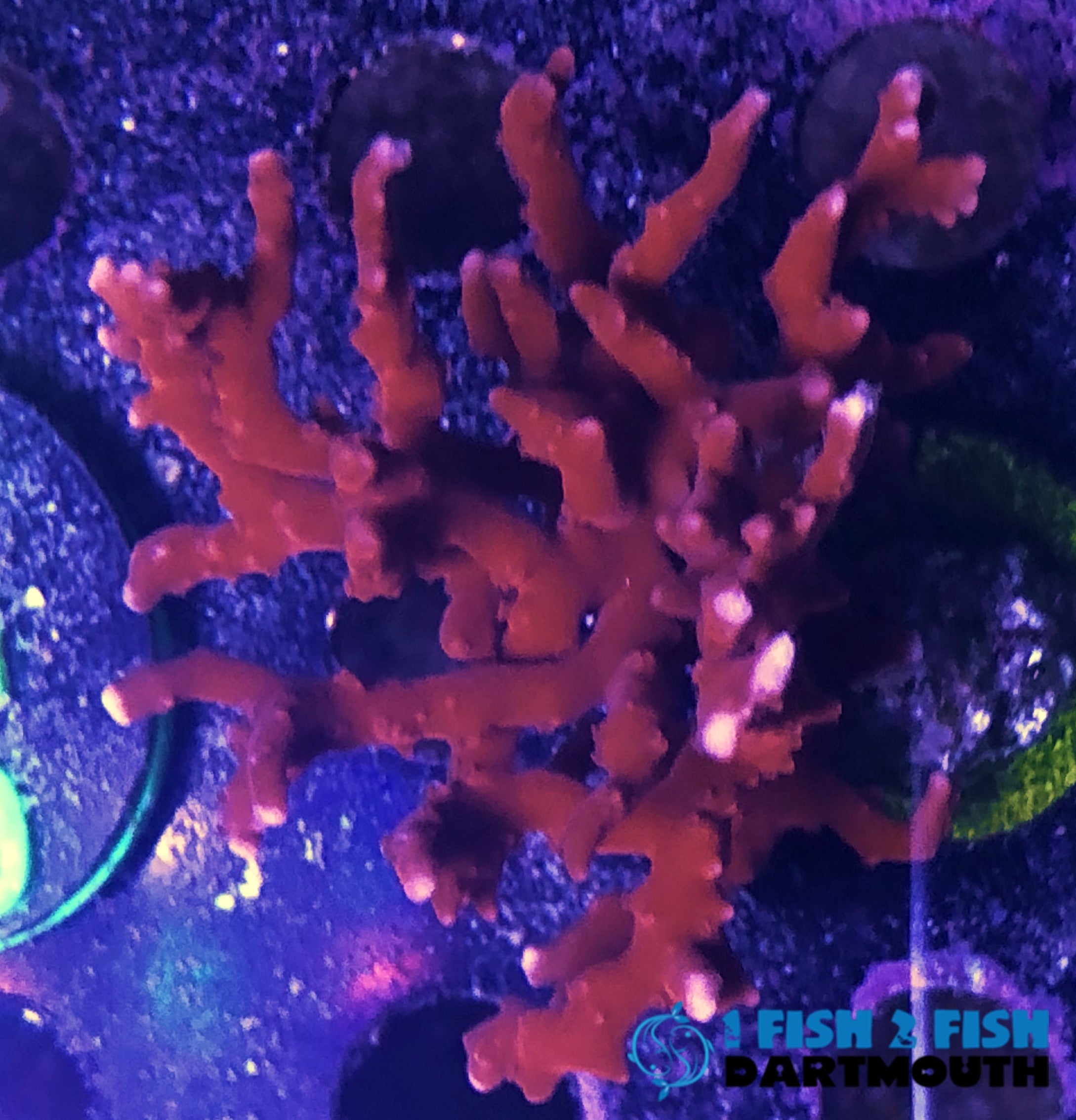 Forest Fire Digi Frag (109)