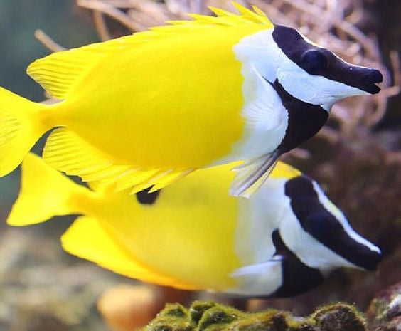 Foxface Lo "Siganus vulpinus"