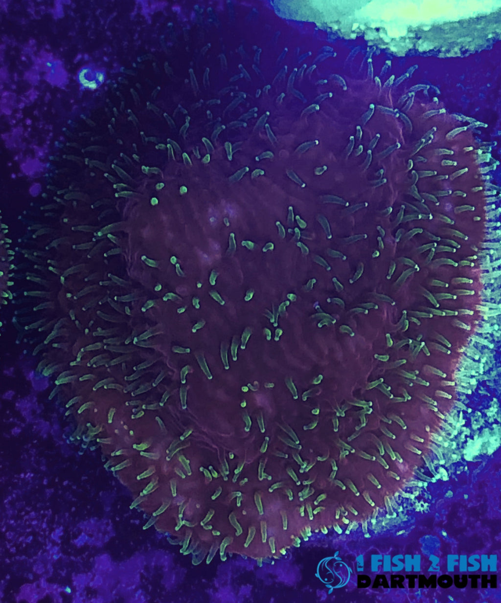 Jason Fox Freak Hair Pavona Frag