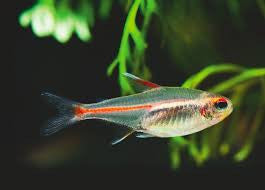 Glowlight Tetra "Hemigrammus erythrozonus"