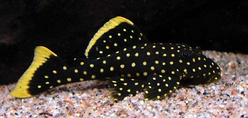 L018 - Golden Nugget Pleco - "Baryancistrus xanthellus"