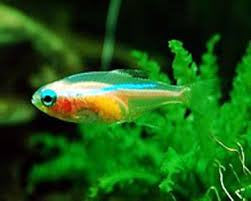 Gold Tetra "Hemigrammus rodwayi" - Wild Caught