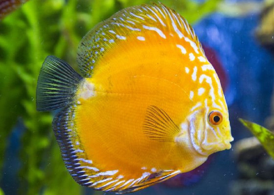 Discus "Symphysodon discus"
