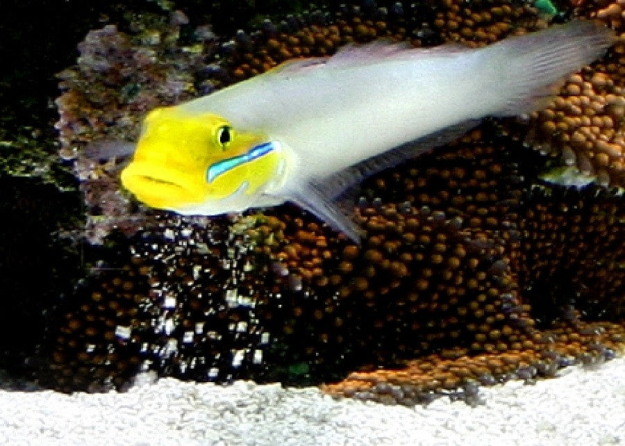 Golden Head Sleeper Goby '"Valenciennea strigata"