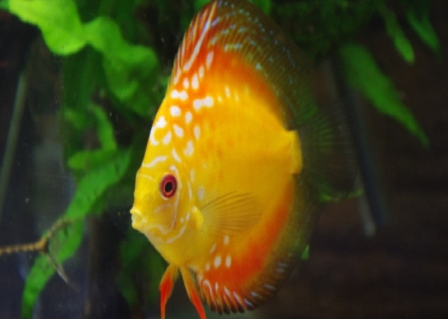 Discus "Symphysodon discus"