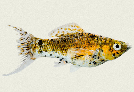 Molly Fish "Poecilia latipinna"