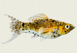 Molly Fish "Poecilia latipinna"