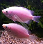 Pink Kissing Gourami "Helostoma temmincki"