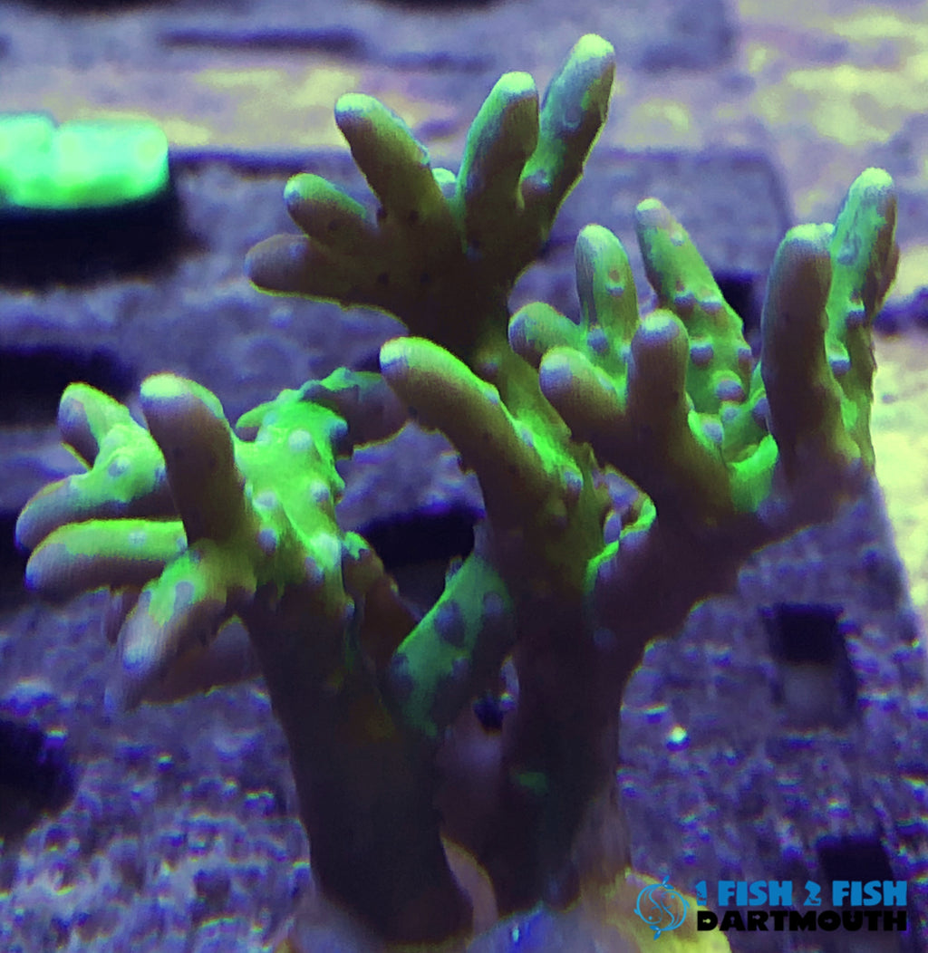 Green Goblin Anacropora (142)