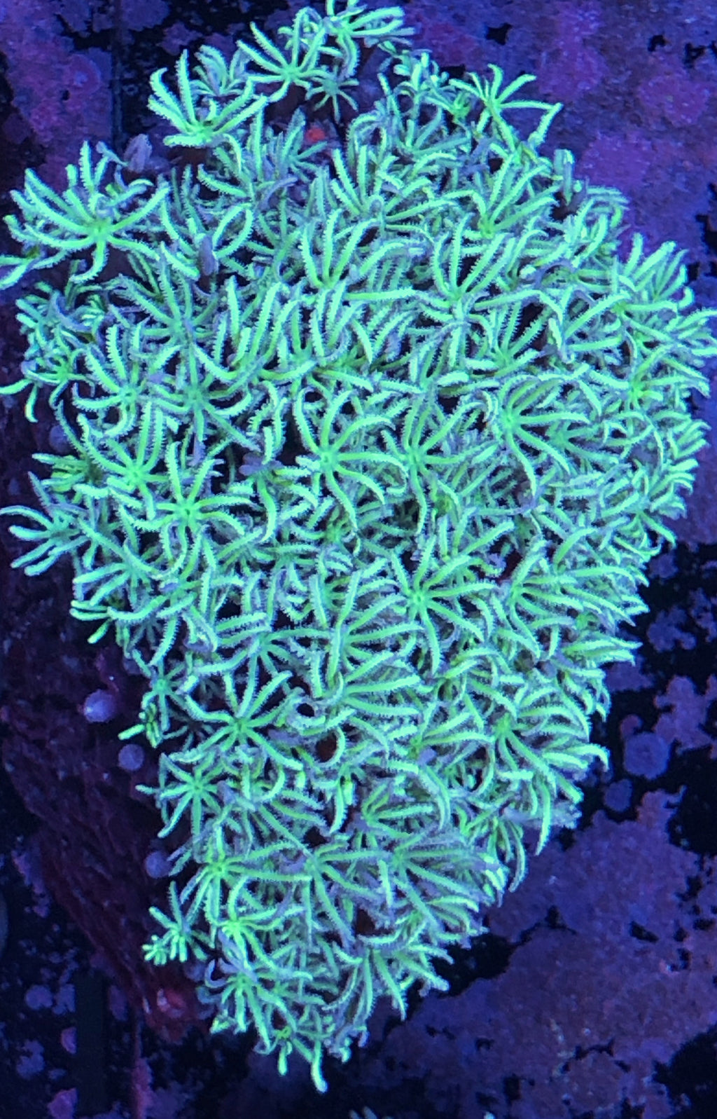 Green Pipe Organ Frag