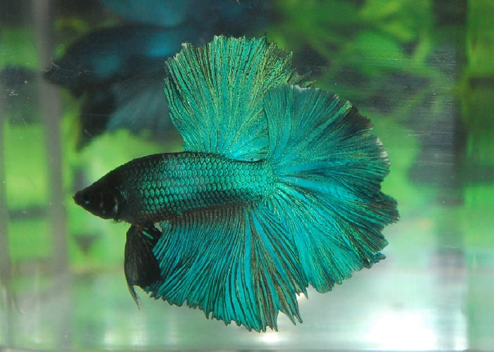 Bettas "Betta splendens"