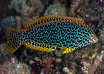 Leopard Wrasse "Macropharyngodon meleagris"