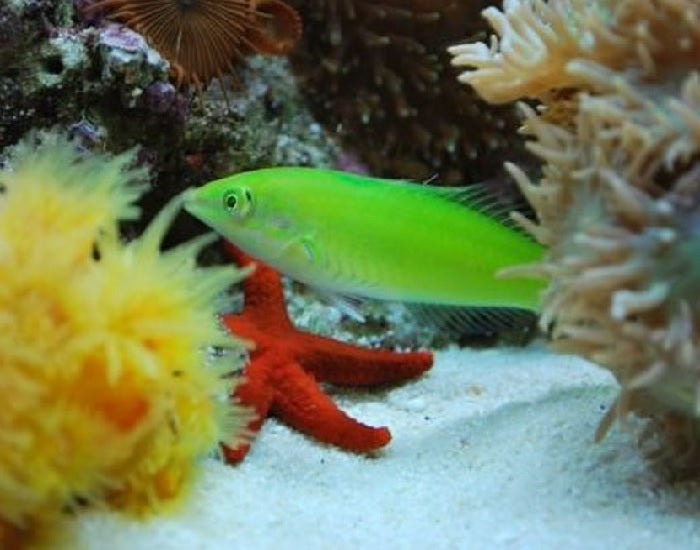 Green Wrasse "Halichoeres chloropterus"