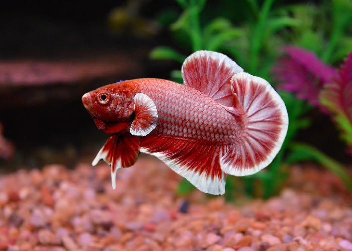 Bettas "Betta splendens"