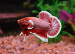 Bettas "Betta splendens"