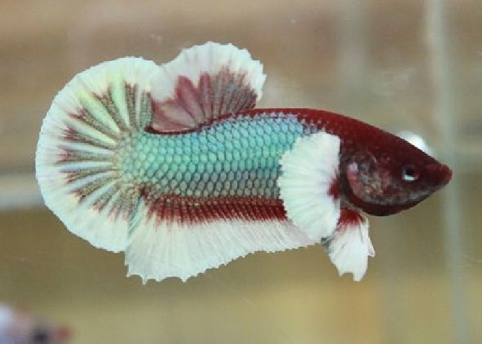 Bettas "Betta splendens"