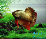 Bettas "Betta splendens"