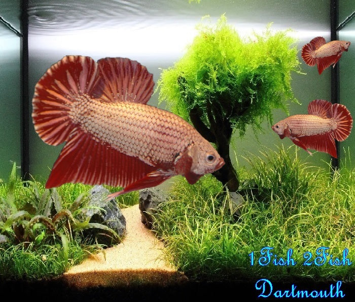 Bettas "Betta splendens"