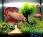 Bettas "Betta splendens"