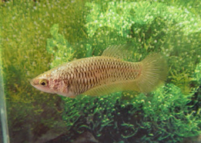 Bettas "Betta splendens"