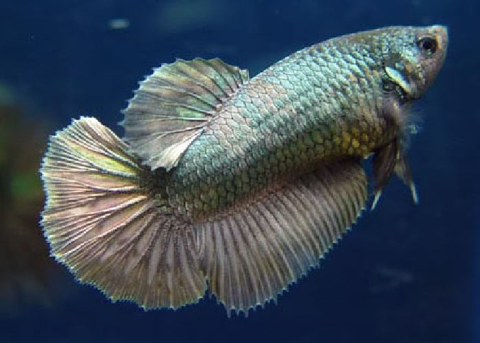 Bettas "Betta splendens"