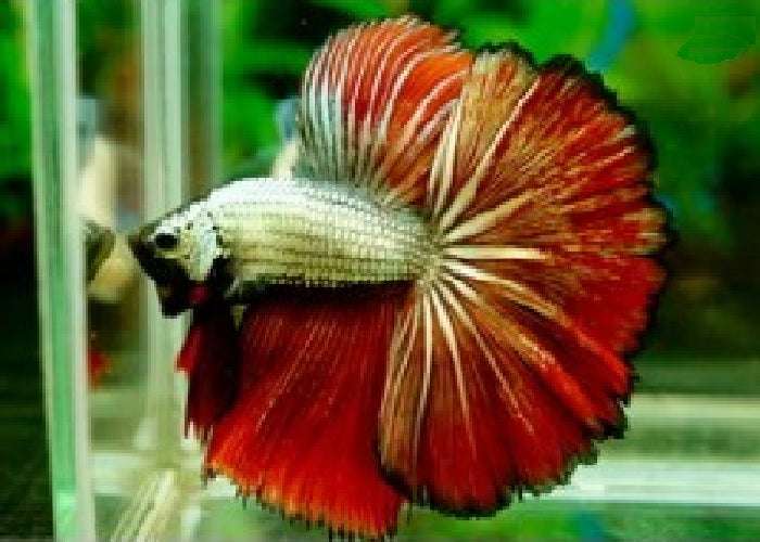 Bettas "Betta splendens"