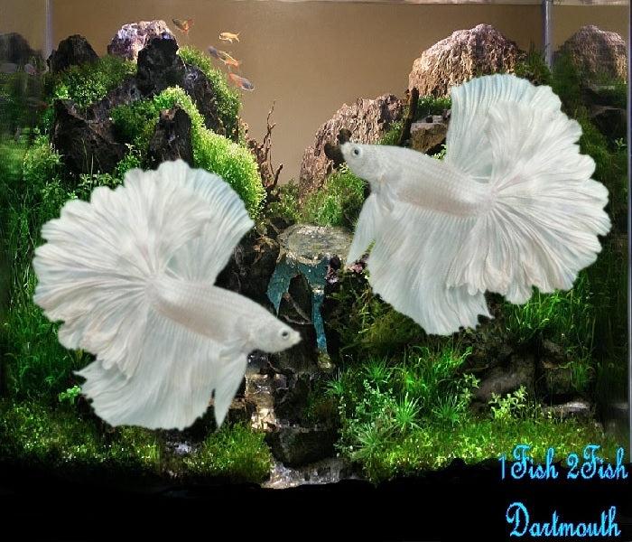 Bettas "Betta splendens"