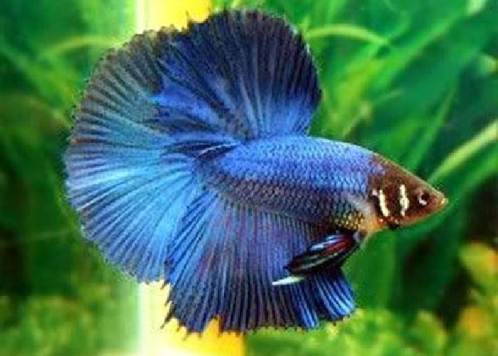 Bettas "Betta splendens"