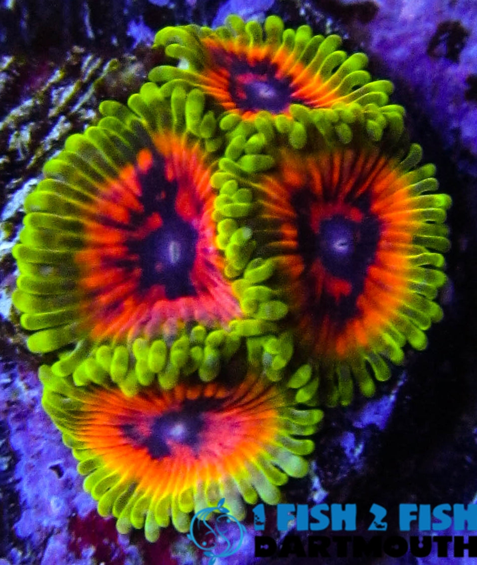 Hallucination Zoa (137)