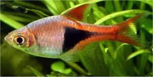 Harlequin Rasbora "Trigonostigma heteromorpha"
