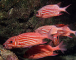 Striped Squirrelfish "Sargocentron xantherythrum" - xl