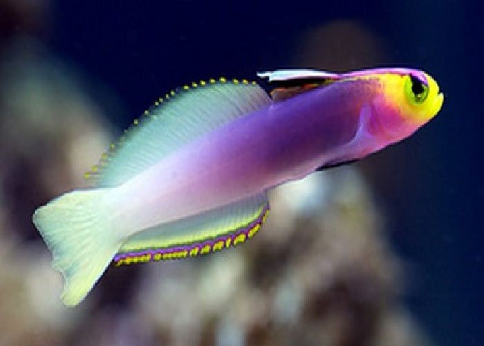 Helfrichi's Firefish "Nemateleotris helfrichi"
